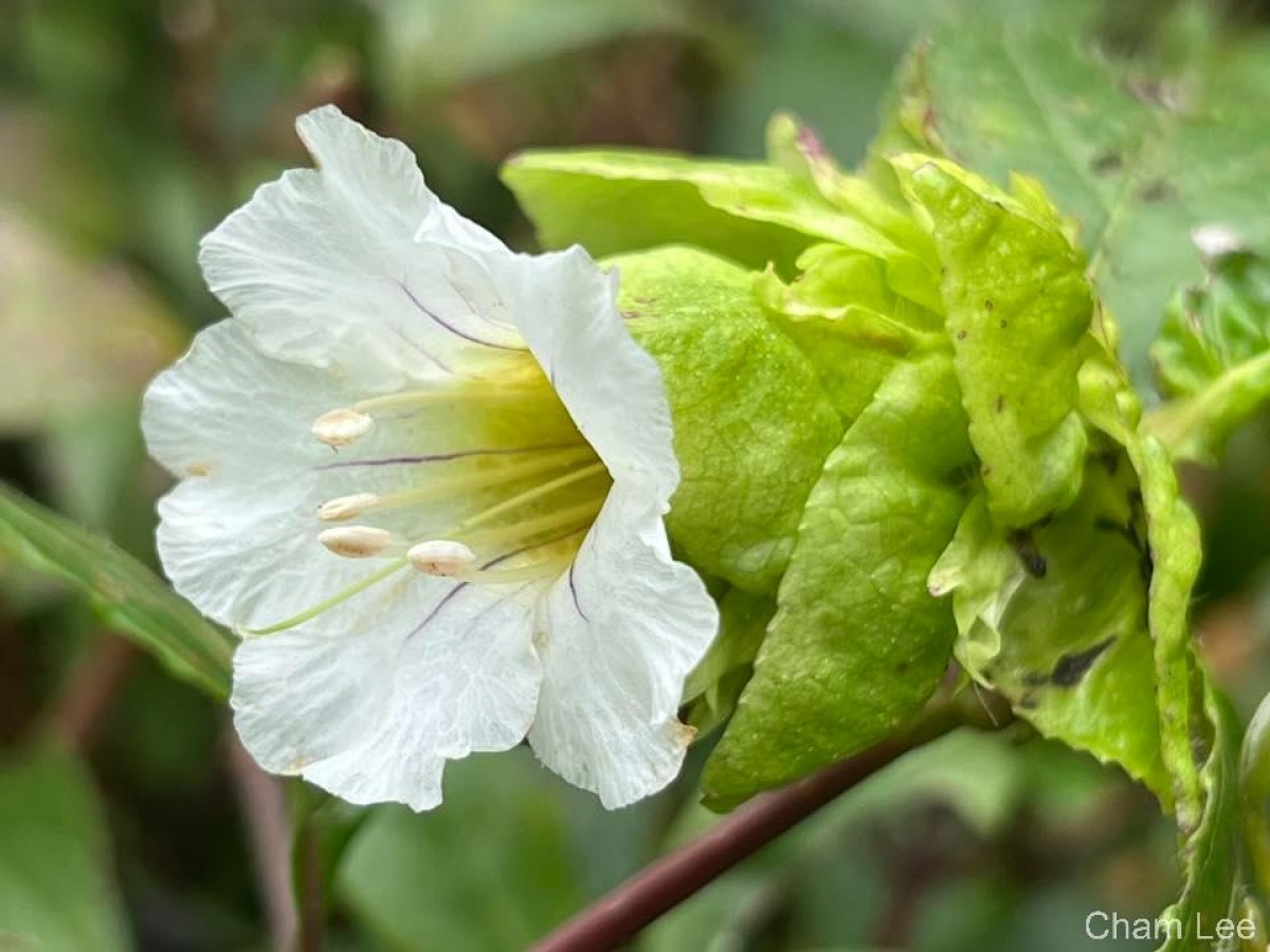 Strobilanthes hookeri Nees